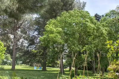 Image de Le Tilleul du Parc de la Dame