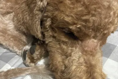 Image de Charming 1-bedroom cottage in tranquil Islip with Ac