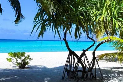 Image de Tikehau - Pink Dream Family 1