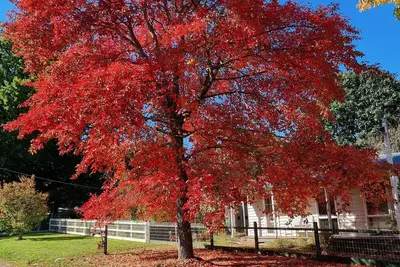 Image de Cosy Cottage - Jamieson Central