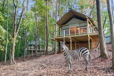 Image de Feed a Zebra Right from Your Porch+Private Zoo Access