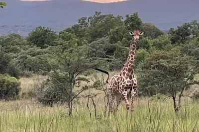 Image de Stylish 2 Bedroom Villa in Dombeya Game Reserve- Your Perfect Eswatini Safari!