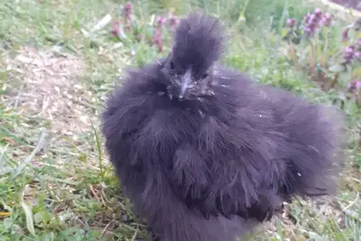 Image de Vacation apartment \"Linde\", cozy attic apartment with balcony