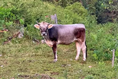 Image de Mountain time-out with heart - your feel-good place Bschlabs