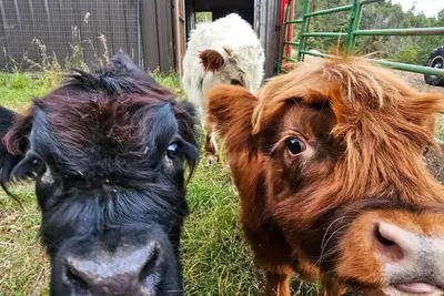 Image de Mini Moo Mountain Retreat – Stay with the Minis!