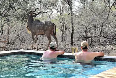 Image de Luxury Safari Home in Marloth Park, Private Pool, Border Kruger National Park