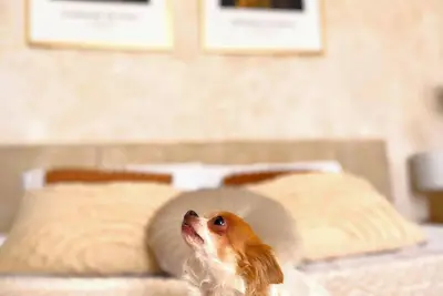 Image de Nowy Apartament - Stare Miasto - Widok na ratusz - Możliwe śniadania