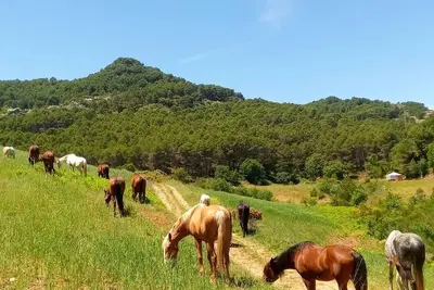 Image de Rural Hostel in National Park, Malaga, horseback riding routes