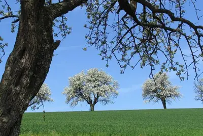Image de Themed room \"Hirschbirn\" (shortday 12) - Pension Cäcilia