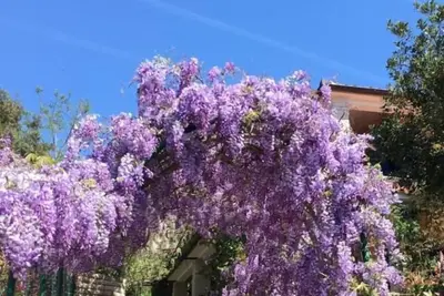 Image de Goga Apartments