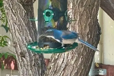 Image de Cozy “Treehouse” cottage with private garden near Vista Village