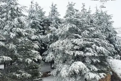 Image de Two Bedroom Chalet #3