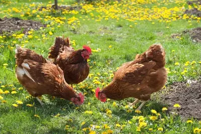 Tradition meets coziness