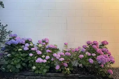 Image de House at the heart of Hamilton