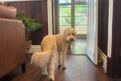 Image de Pawfect Retreat – Luxe Dog Stay, Walk to Town