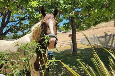 Image de Private Farm Stay on Gold Country Estate w/Horses and Donkeys