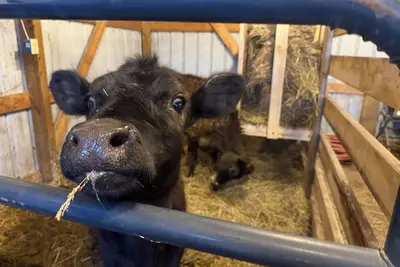 Image de Z Farm Roost