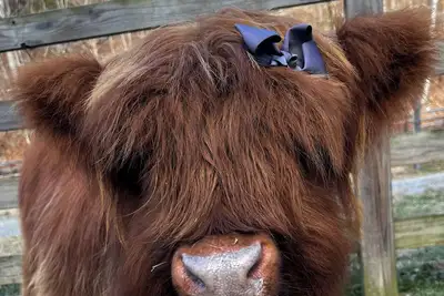 Image de Charming barn dominium studio with Highland cows/Valais lambs by the Smoky Mts.