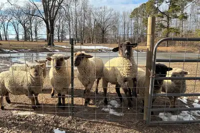 Image de Delightful 2 bedroom country farm stay - pet friendly!