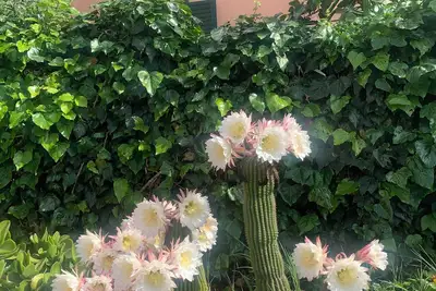 Image de House in the green close to the sea animals allowed