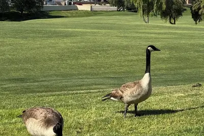 Image de Coachella @ Marriott’s Palm Desert Villas Ii, One bedroom/Kitchen on golf course