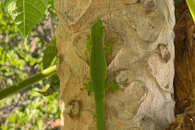 Seaview Villa, Black River Private Pool and Sunset view