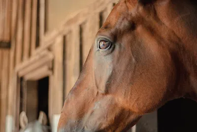 Image de Villa with 4 bedrooms and 5 bathrooms for 8 guests