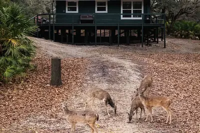 Image de Peace on the River with deer