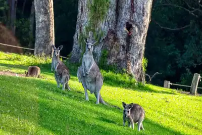 Image de Private room adjacent a Kangaroo filled valley. Near Melbourne Airport. Pets ✓