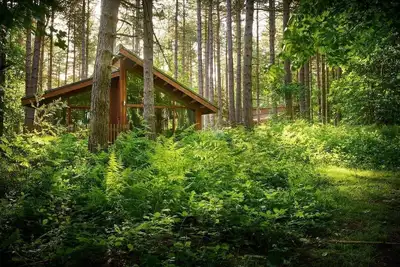 Image de Glentress Forest Silver Birch
