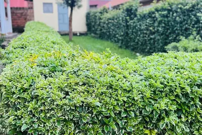 Image de A nature detox at Nura Homes with views of Mountain Muhabura