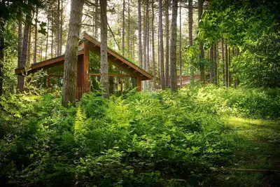 Image de Forest of Dean Woodland - Silver Birch, Coleford