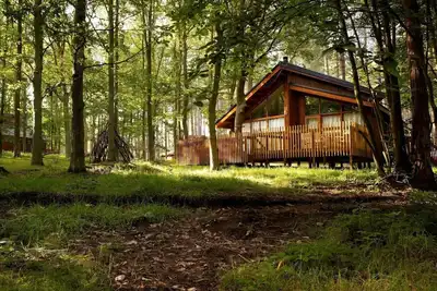 Image de Forest of Dean Woodland - Golden Oak, Coleford