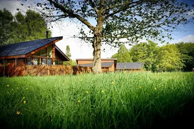 Image de Forest of Dean Meadow - Silver Birch, Coleford