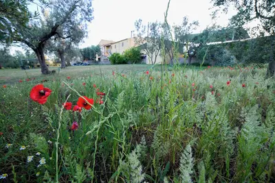 Image de Our farm is surrounded by olive trees in Tuscany