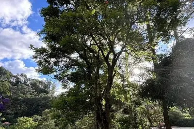 Image de Araucaria Valley Site