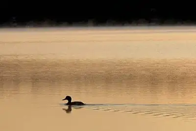 Image de Lakefront 3-bedroom Maine Camp on Mousam Lake in Acton, Maine.