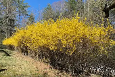 Image de Wrenn's Nest --New listing Promotion Beautiful home for Reunion in West Nc