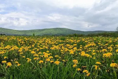 Image de Charming 1-bedroom with living room apartment in the heart of Lika province