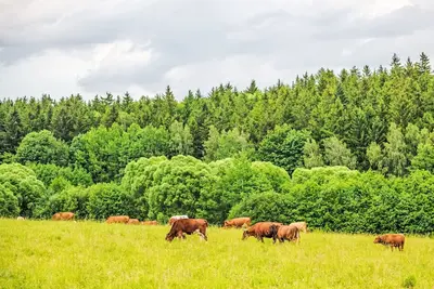 Image de Joli appartement dans une maison de vacances avec bain à remous, Wifi, climatisation, Tv, terrasse