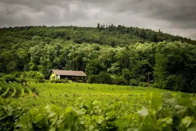 Image de Gîte du Weinbaum en Alsace