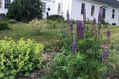 Image de Charming 3-Br cottage in rural Historic District - authentic Maine experience!