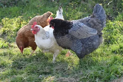 Image de Villa Esméralda nador