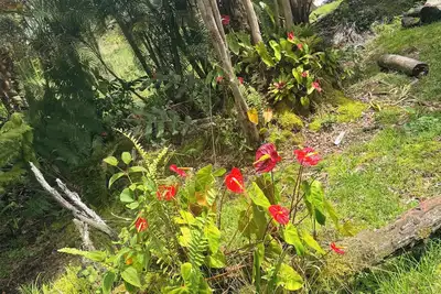 Image de Eco Volcano National Park 3-bedroom house for your stay