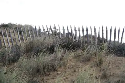 Image de Entre dunes et forêt à 200 mètres de la plage