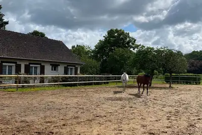 Image de La Wallonie - immersion au milieu des chevaux