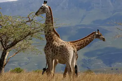 Image de Kwetu Guest Farm