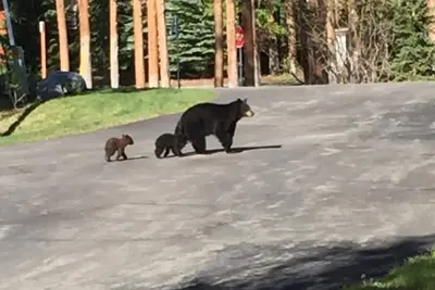 Image de Breckenridge, Peak 8, Ski-In, Ski-Out, Check-Out Tard, Check-In TÔT, Moose / Fox