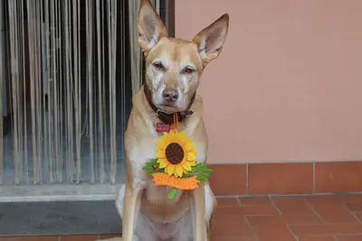 Image de Respect Des Animaux De Compagnie - Jardins PRIVÉS Et CLÔTURÉS - Wi-Fi