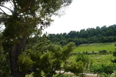 Image de Au cœur des dentelles de Montmirail